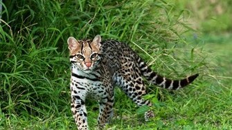 Ocelot Wallpaper