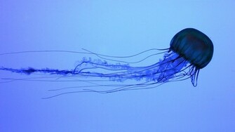 Jellyfish Wallpaper