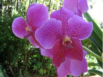 Beautiful Orchids Wallpaper