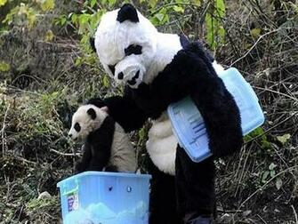 Wallpaper Collection Panda