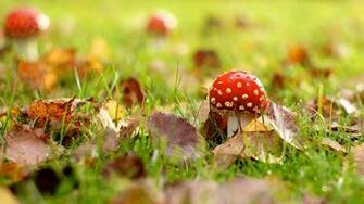 Red Mushroom Amanita Mucaria Wallpaper