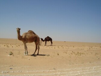 Camel Wallpaper Jpg
