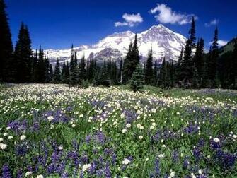 Mount Rainier Washington Wallpaper