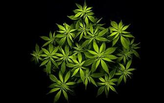 Cannabis Plant HD Literary Wallpaper