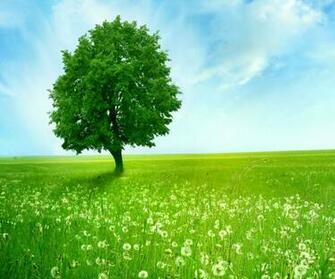 Nexus Wallpaper HD Beautiful Stunning