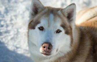 Wallpaper Husky Dogs Spring Red Dog