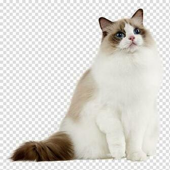 Ragdoll Birman Turkish Angora Norwegian Forest Cat Siamese