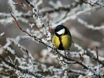Beautiful Birds In Winter Wallpaper Cini Clips