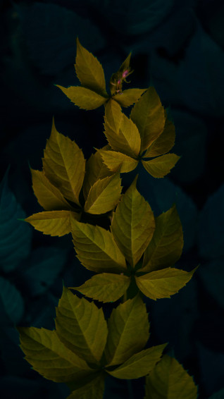 Minimalist Plant Wallpaper