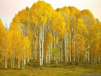 Birch Tree Wallpaper Desktop Background