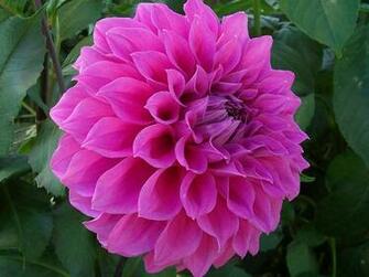 Bautiful Dahlia Flowers Top Wallpaper