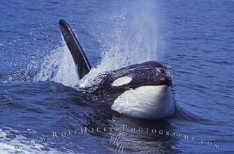 Killer Whale Wallpaper iPhone