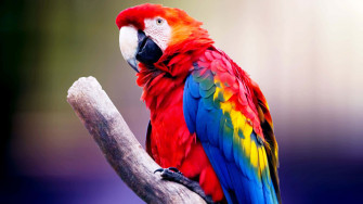 4k Bird Wallpaper