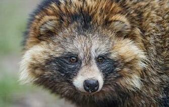 Wallpaper Dog Raccoon Face Eyes Tambako The Jaguar