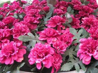 Red Peonies Wallpaper