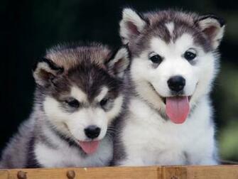 Siberian Husky Desktop Wallpaper