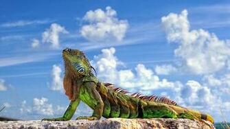 Iguana Wallpaper And Background Image Net