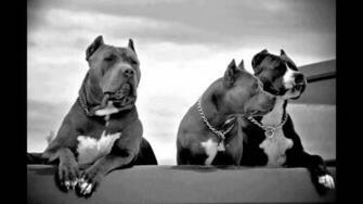 American Pitbull Wallpaper