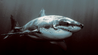 Shark Wallpaper HD