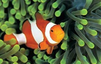 Wallpaper Fish Clown Colorful Anemone Underwater Sea