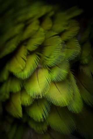 Macro Pictures HD Image
