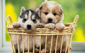 Cute Dogs Wallpaper For Desktop