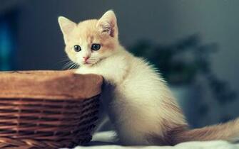 Kitten HD Wallpaper