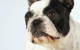 French Bulldog Computer Wallpaper Desktop Background