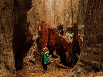 What Recovery Means For Big Basin And Santa Cruz Redwoods