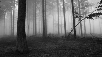 Creepy Foggy Wallpaper On