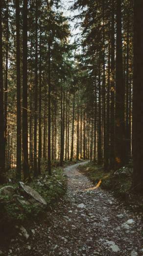 Sunbeams Morning Forest Pathway Nature Wallpaper In