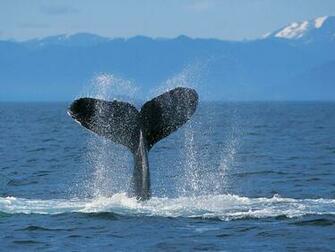Breaching Humpback Whale