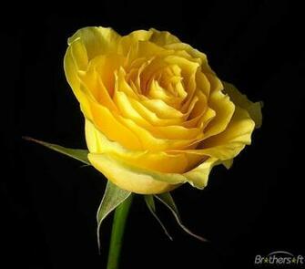 Roses Wallpaper Beautiful Black Rose Blue