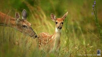 Illinois Dnr Wallpaper