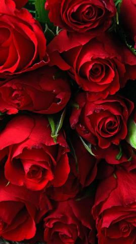 Wallpaper Rose Fresh Red Flowers Samsung