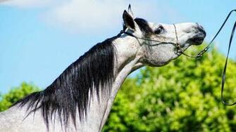 Arabian Horse Wallpaper