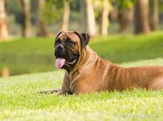 Bullmastiff Wallpaper HD