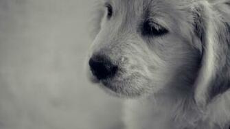 Golden Retriever Puppy Wallpaper