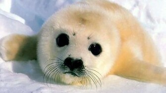Baby Seal Wallpaper Hq Desktop HD4desktop