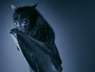 Flying Fox Baby Bat Cute