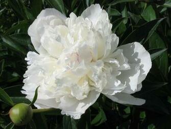 Mix Peonies Jpg
