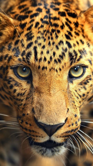 Animals
