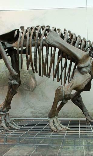 Amazing Dinosaur Skeleton Wallpaper This App Is A Super