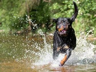 Most Popular Rottweiler Dog Names