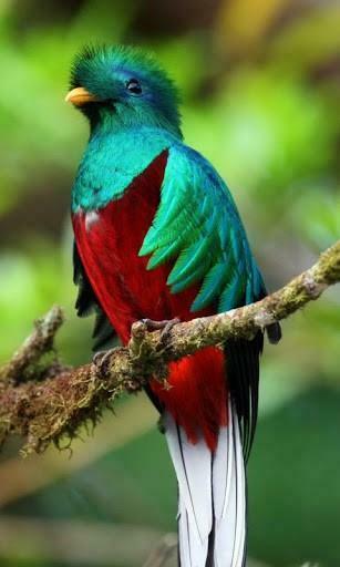 Bigger Quetzal HD Live Wallpaper For Android Screenshot