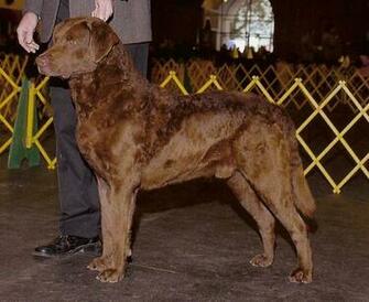 Chesapeake Bay Retriever Wallpaper