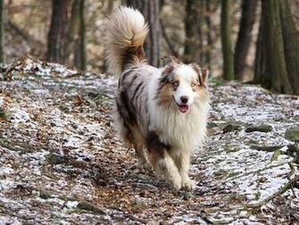 Australian Shepherd Wallpaper
