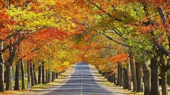 Autumn Trees Avenue