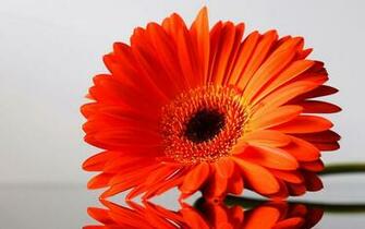 Gerbera Flowers Wallpaper Desktopwallpaper