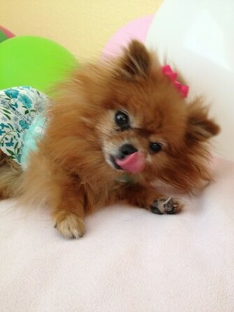 Pomeranian Dog Girl Photo And Wallpaper Beautiful